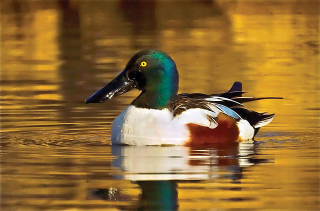 Macho del Pato Cuchara, especie característica de los humedales de los Campos de Montiel.