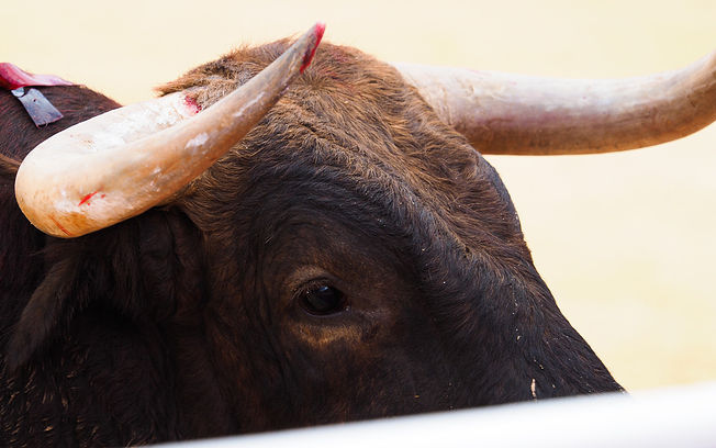 Los Encierros de Toros de Elche de la Sierra (Albacete) ya son Fiesta de Interés Turístico Regional.